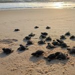 Caucaia atinge marca de 115 ninhos de tartarugas monitorados na temporada 2026
